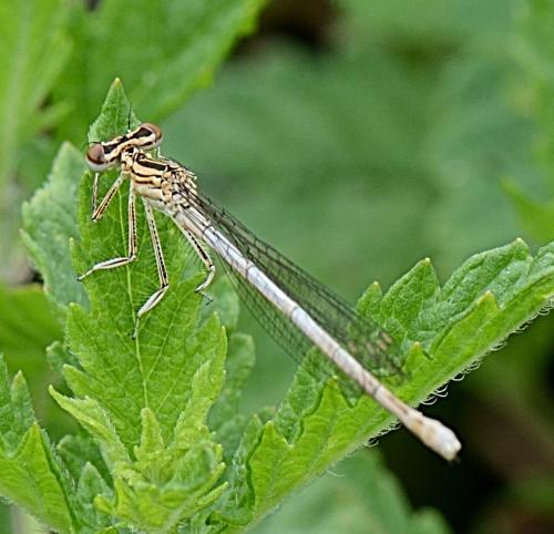 Platycnemis pennipes